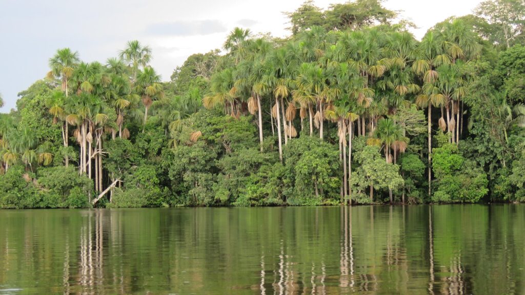 jungle, palms, aguaje, amazon, palm tree, plant, green, landscape, tree, tropical, tropic, exotic, nature, flora, sheets, paradise, vegetation, laguna, peru, jungle, aguaje, aguaje, aguaje, aguaje, aguaje, amazon, peru, peru, peru, peru, peru