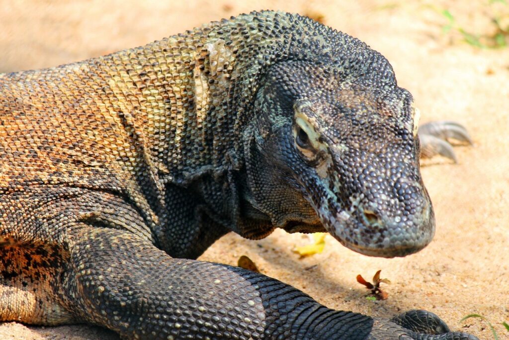 comodo dragon, lizard, reptile, nature, creature, dragon, comodo dragon, comodo dragon, comodo dragon, comodo dragon, comodo dragon