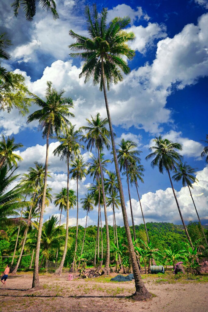 Stunning view of coconut trees reaching toward the clouds in Koh Kong Province, Cambodia.