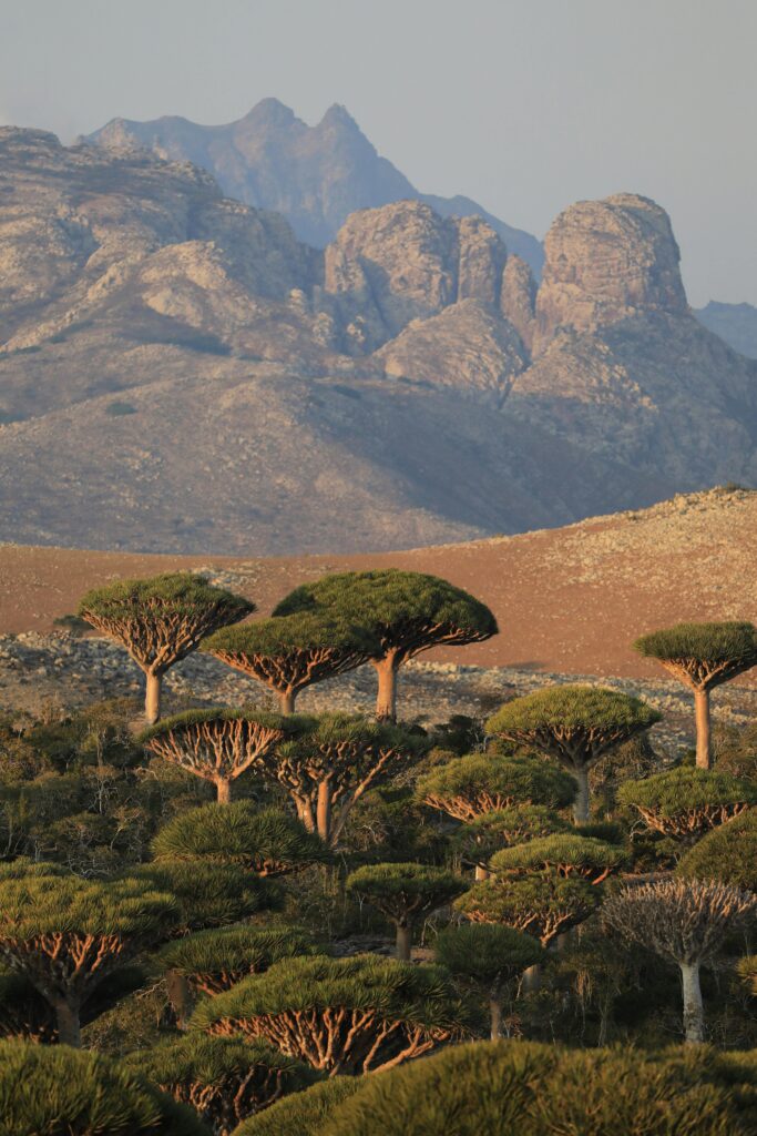 A stunning view of dragon trees against a rugged mountain backdrop at sunrise.