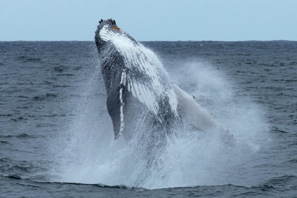 A stunning shot of a humpback whale breaching off the coast of Sydney, Australia.