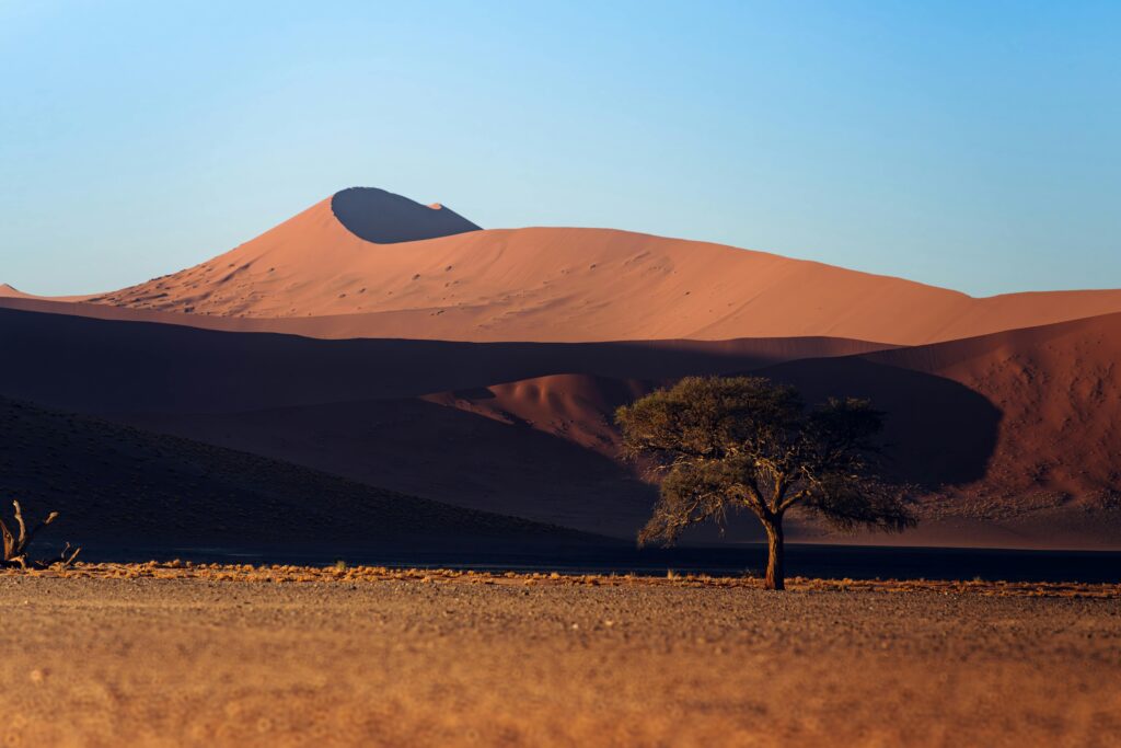 A solitary tree stands in the vast, arid landscape of the Namib Desert at sunrise, framed by towering sand dunes.