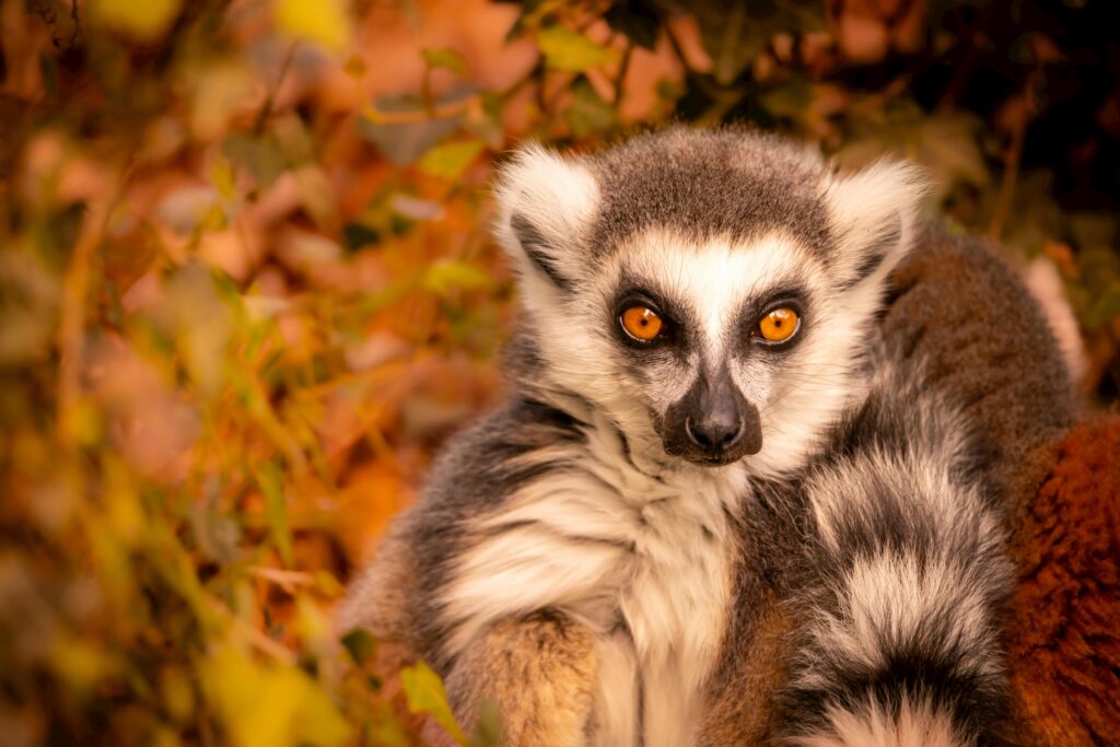 A ring-tailed lemur with vibrant eyes surrounded by autumn foliage.