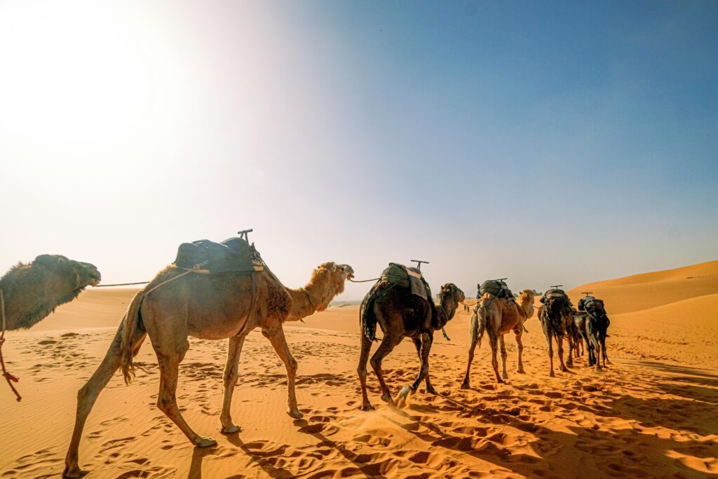 A camel caravan treks through the vast sands of the Saharan desert under a clear blue sky.