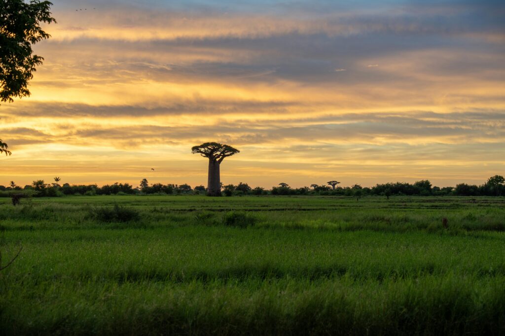 Serene sunset over a field with majestic baobab trees in Madagascar.