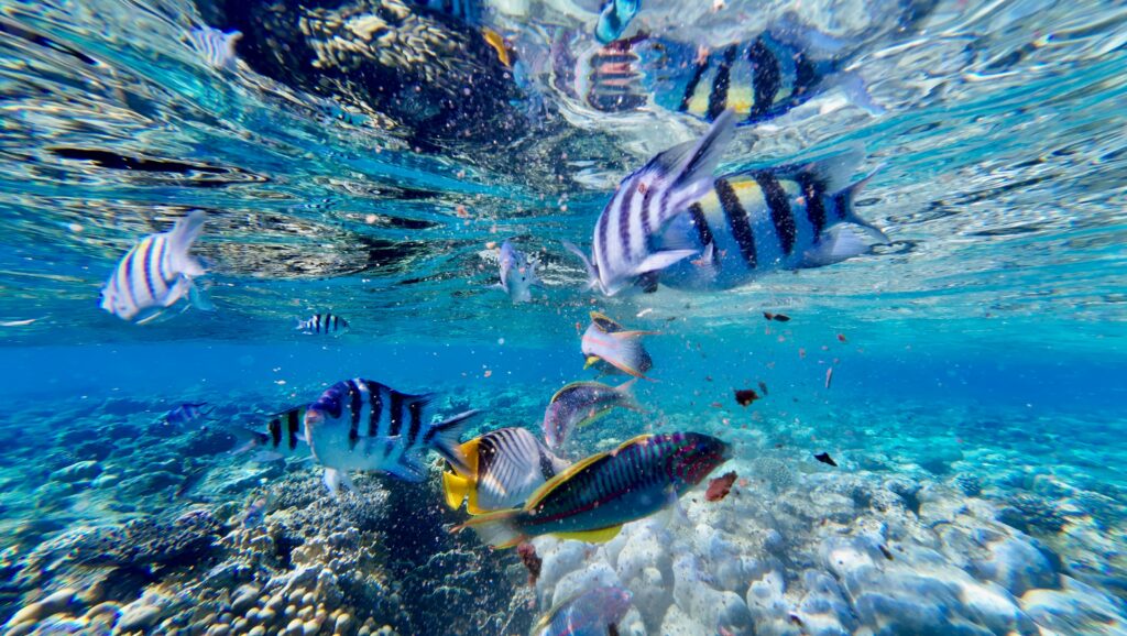 A vivid underwater scene showcasing colorful tropical fish in a vibrant coral reef.