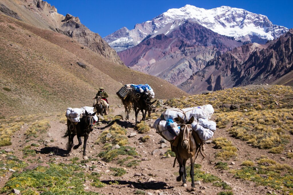 Pack mules carrying supplies through Andes mountains in Las Heras, Argentina on a clear day.