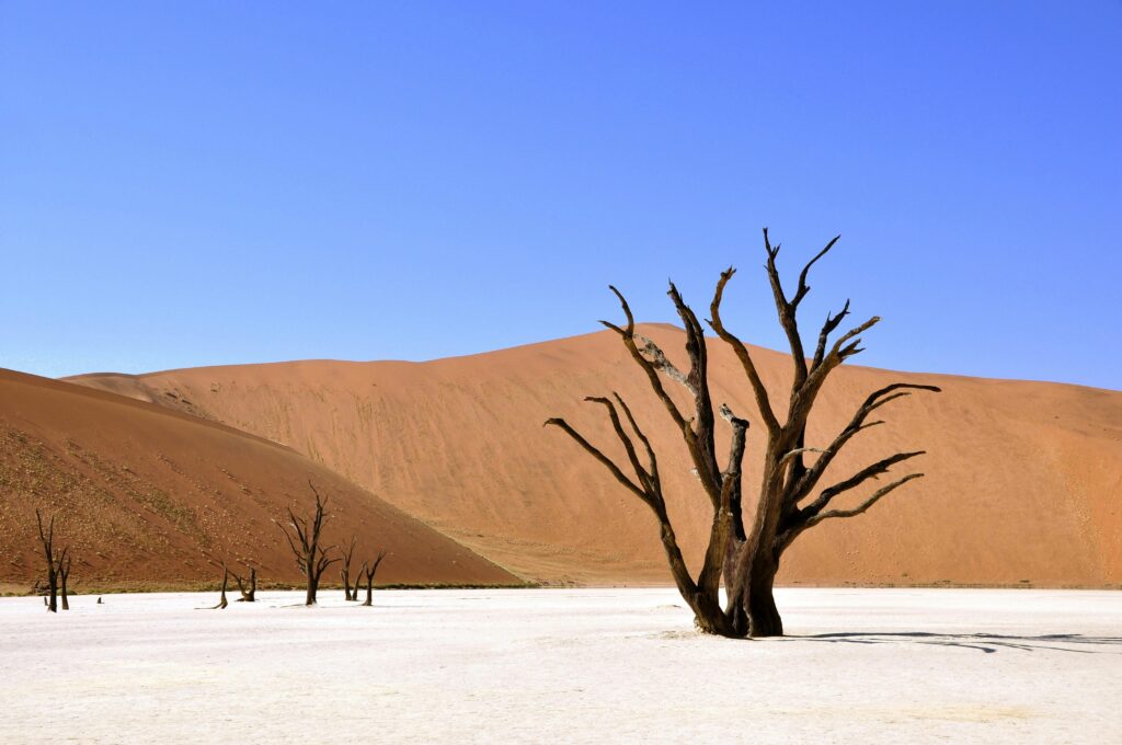 A breathtaking view of Deadvlei desert featuring iconic dead trees against dunes and blue sky.