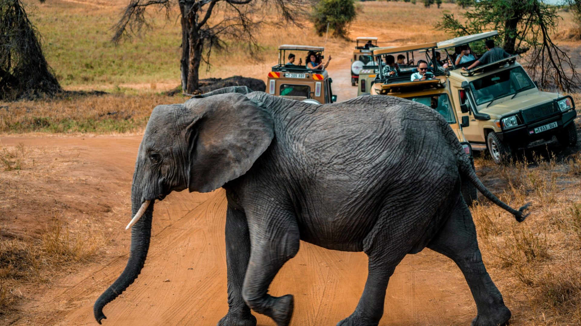 A majestic African elephant crosses a dirt road during a safari in Tanzania.