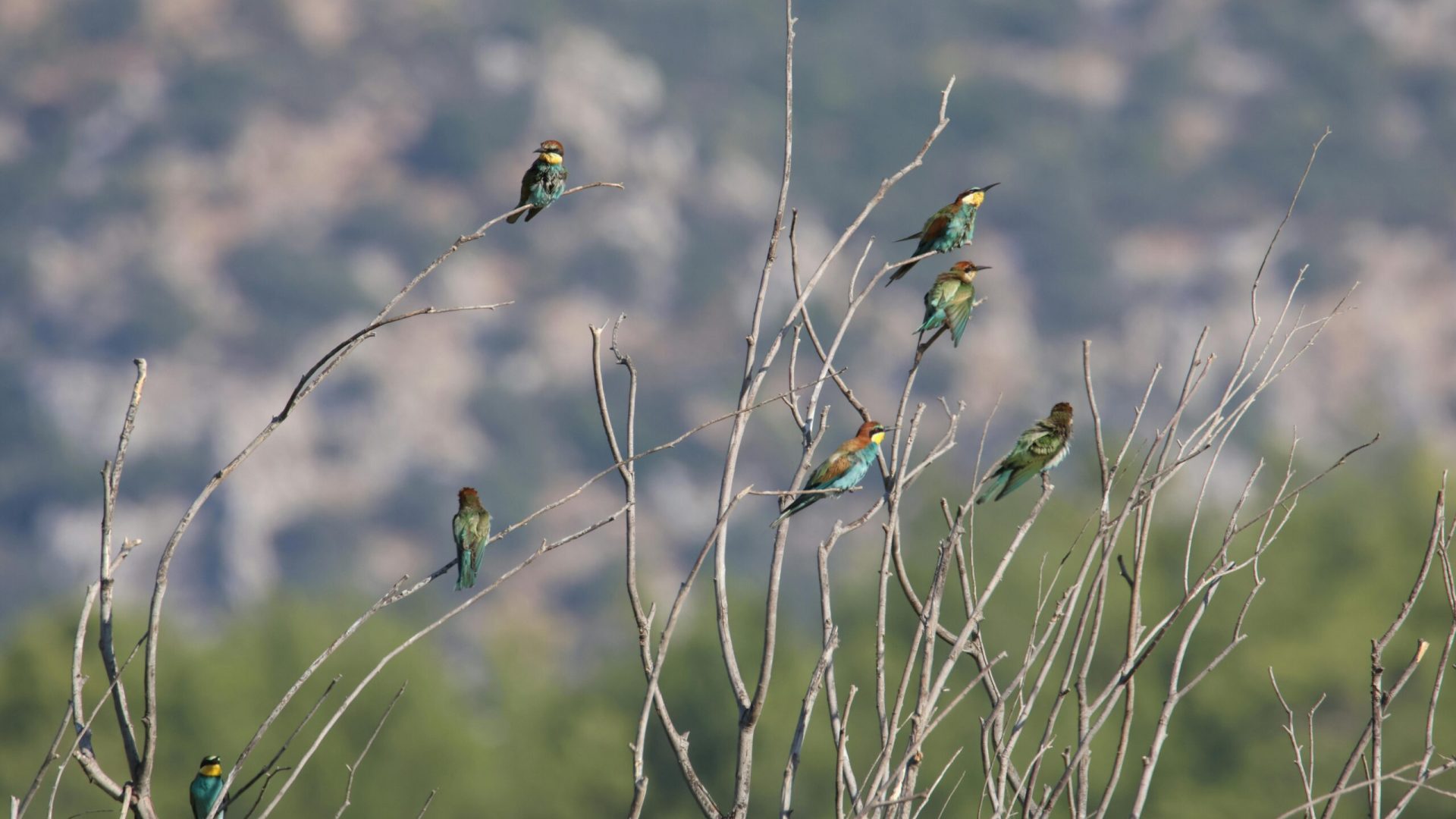 A group of colorful European Bee-eaters perched on bare branches set against a blurred natural backdrop.