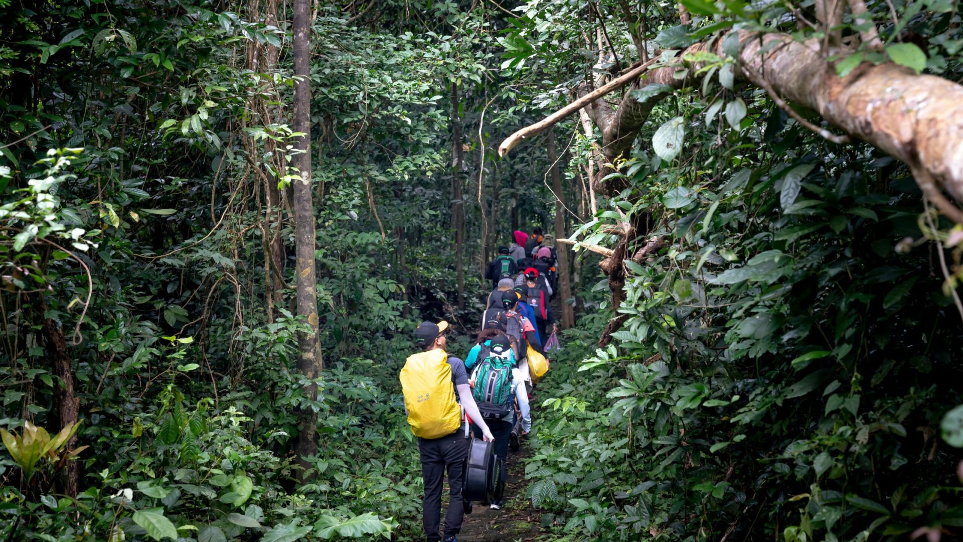 A group of hikers with backpacks trek through a lush rainforest trail.